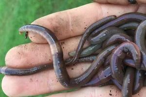 “Gusanos serpiente”: cómo es la especie invasora que preocupa a los expertos