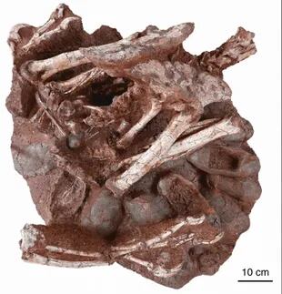 El fósil incluye varios huevos, algunos con huesos fosilizados