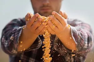 Inversiones, divisas y prosperidad: lo que puede lograr una bioeconomía del maíz robustecida