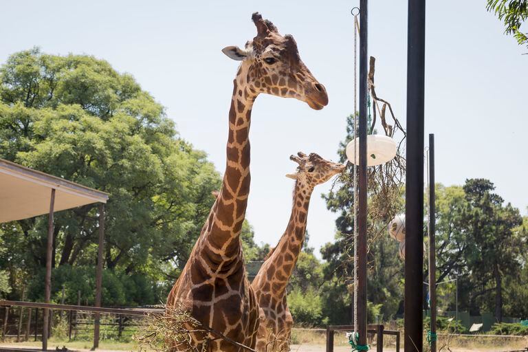 Cómo viven las jirafas Buddy y Ciro y por qué no pueden ser evacuadas del ex zoológico