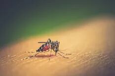 Cómo ciertos virus como el dengue y el zika cambian tu olor para los mosquitos