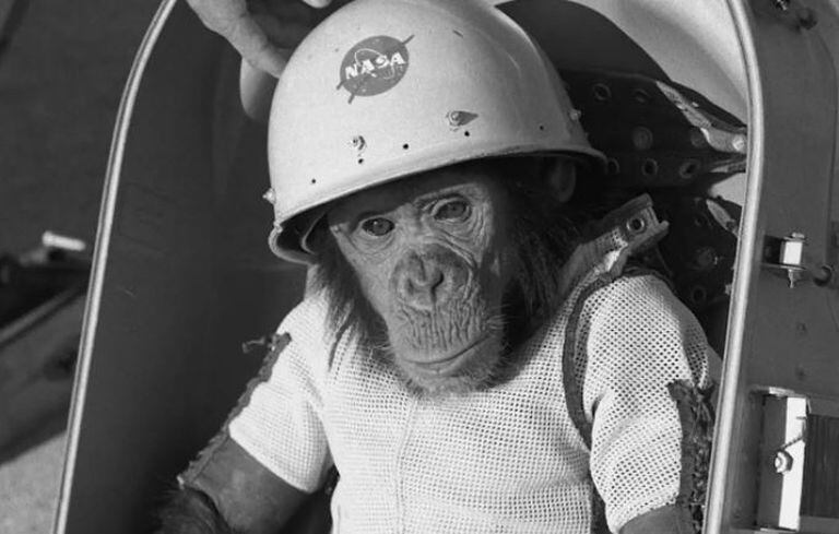The story of the chimpanzee Ham, the first hominid to fly into outer space