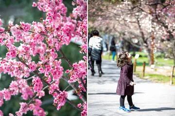 Las plantas de cerezos o sakura son para la cultura japonesa símbolo de la felicidad efímera y fugacidad de la vida, debido a que en el esplendor de su floración, las flores comienzan a caerse. En Buenos Aires, es un atractivo para los porteños pero también para los turistas que llegan a la ciudad y se dan un paseo por el parque.