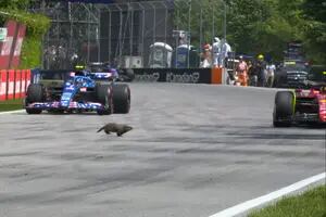 La marmota que se salvó de milagro y la ironía de Verstappen que Hamilton se tomó con buen humor