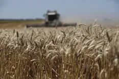 Mercado de granos: el trigo, en el ojo de la tormenta