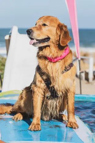 Perros y humanos serán igual de felices veraneando en Yes! Playa Canina