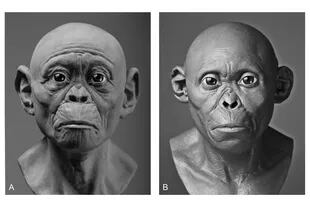 Dos representaciones del Niño de Taung realizadas con un año de diferencia, que de acuerdo a Vinas carecen de evidencia científica y están repletas de subjetividad
