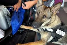 Una perra entrenada detectó que un hombre traía desde Uruguay miles de dólares sin declarar