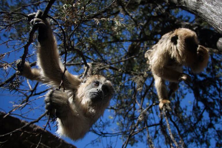 Los monos Carayá o "aulladores" suelen habitar zonas tropicales, por lo que su aparición en Buenos Aires es aún más sorprendente