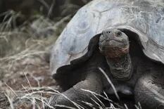Investigan la muerte violenta de varias de las icónicas tortugas en Galápagos