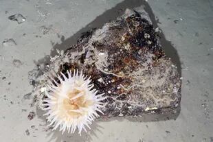 Dentro de los hallazgos se encuentran especies de pepinos de mar, estrellas de mar y moluscos