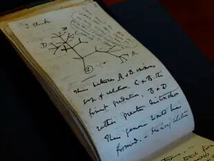 Boceto del Árbol de la Vida en uno de los cuadernos del naturalista Charles Darwin
