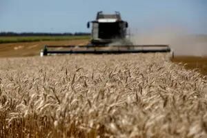 Prevén que será récord la próxima cosecha de trigo: 20,5 millones de toneladas