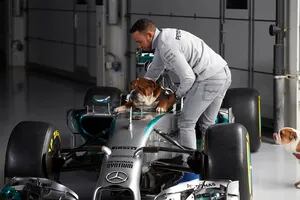 Denuncian a Lewis Hamilton por hacer vegano a su perro: la dura pena que podría enfrentar