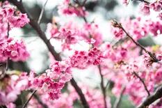 Florecen los cerezos y el Jardín Japonés se tiñe de rosa