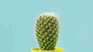 El cactus es una de las plantas más comunes que se usan en los hogares (Foto: iStock)