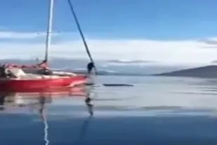 Indignación en Tierra del Fuego: el momento en que un velero choca a una ballena en el Canal de Beagle