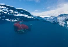 Al fin del mundo: el viaje científico que busca salvar la fauna antártica