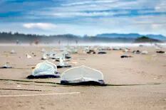 Por qué se ve en las playas del mundo enormes cantidades de medusas muertas