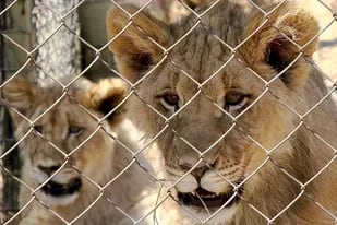 Sudáfrica prohibirá la cría de leones para caza y turismo