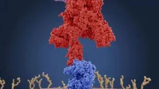 Ilustración de las proteínas de unión al coronavirus (rojas) que se conectan a los receptores en la célula humana diana (azul) — para los coronavirus, estos receptores son del tipo de enzima convertidora de angiotensina 2 (ACE2)