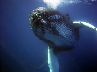 Una ballena azul adulta del Pacífico Norte oriental consume probablemente 16 toneladas métricas de krill al día durante su temporada de alimentación