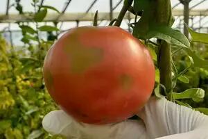 En Salta, el Senasa detectó en una plantación el virus rugoso del tomate