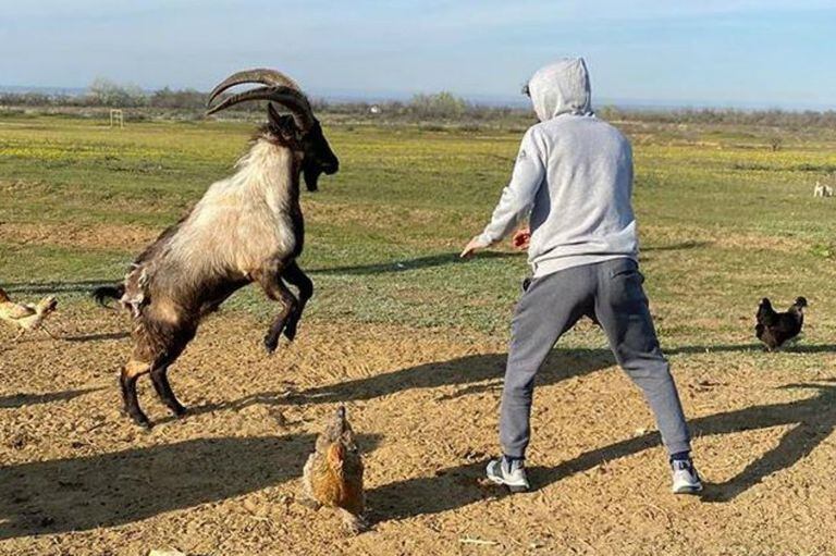 Fuerte polémica: un luchador ruso de la UFC se filmó entrenando con una cabra