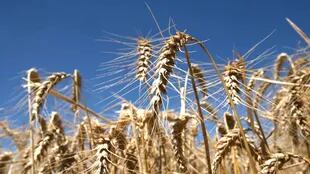 En EE.UU. volvieron a caer los precios del trigo