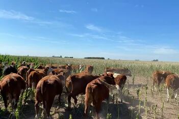 El final: el momento en que las vacas avanzan sobre un campo devastado por la sequía