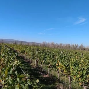 Cinco hectáreas de viñedos en la Bodega Saldungaray 