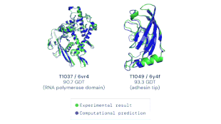 Una comparación entre la estructura de una proteína obtenida a partir de pruebas de laboratorio (verde) y estimada usando inteligencia artificial (azul)