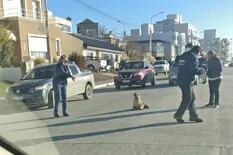 Visita inesperada: lobos marinos recorrieron las calles de Puerto Madryn