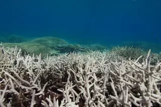 Miles de corales se blanquearon debido a la ola de calor