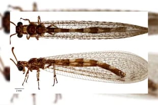 Cuando Skvarla fue a demostrar las características de un espécimen que había etiquetado como “hormiga león”, notó no coincidían con las del insecto depredador parecido a una libélula.