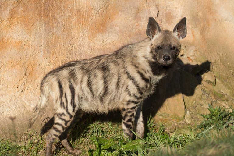Encuentran miles de huesos humanos y animales en una cueva de hienas