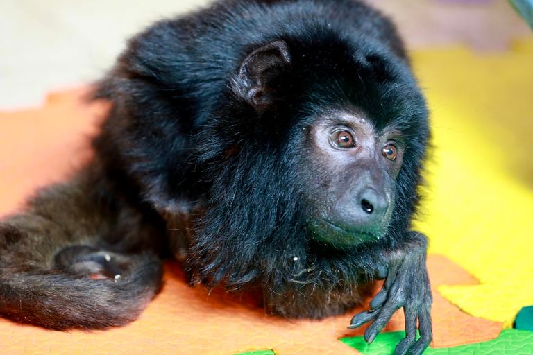 Lo que esconde el caso del mono rescatado del maltrato en una casona de Belgrano
