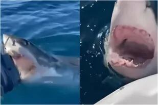 Un tiburón blanco asustó a una familia de Australia, que capturó el aterrador momento