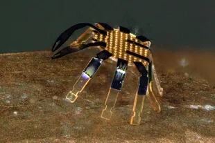 Un equipo de la universidad Northwestern, en Estados Unidos, creo minúsculos robots de medio milímetro de tamaño