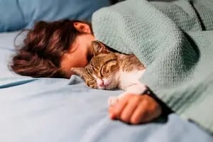 ¿Cuántas horas duerme un gato?