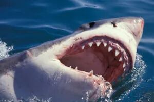 La brutal pelea de dos tiburones “caníbales” en altamar