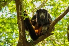 La OMS pidió “no matar a los animales” por miedo al contagio de la viruela del mono