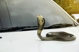 El inédito video que muestra el momento en el que una serpiente pitón lo sorprendió mientras manejaba