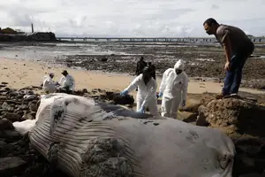 Una extraña ballena muerta apareció en la costa y las autoridades lanzaron una advertencia