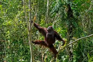 Los orangutanes son animales muy inteligentes