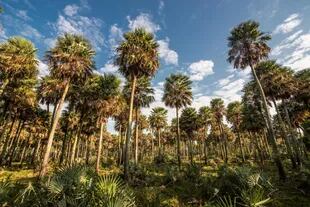 Bajo Vénica forma parte de Jaaukanigás, primer sitio Ramsar sobre el río Paraná, y se destaca por su bosque de altas palmeras Caranday.