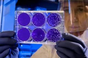 Investigadores de la UBA trabajan en la creación de órganos bioartificiales