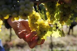 Los vinos desarrollados en Chapadmalal son un excelente acompañamiento, ya que tienen una marcada influencia oceánica