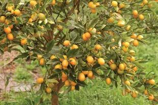 El kumquat (Citrus japonica) es frutal de crecimiento mesurado y porte prolijo, fácilmente ubicable en cualquier espacio abierto.