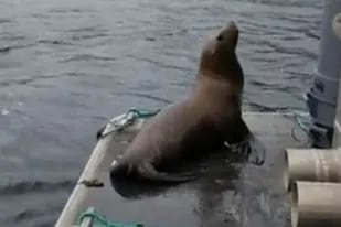Una mujer "echó" de su barco a un lobo marino que se subió para evitar que las orcas lo devoren